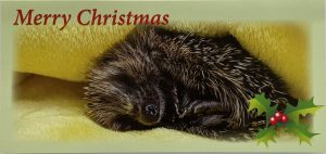 Hedgehog Photo Christmas Cards