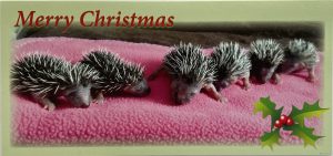 Photo Xmas card 2