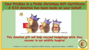 Christmas gift certificates for £10